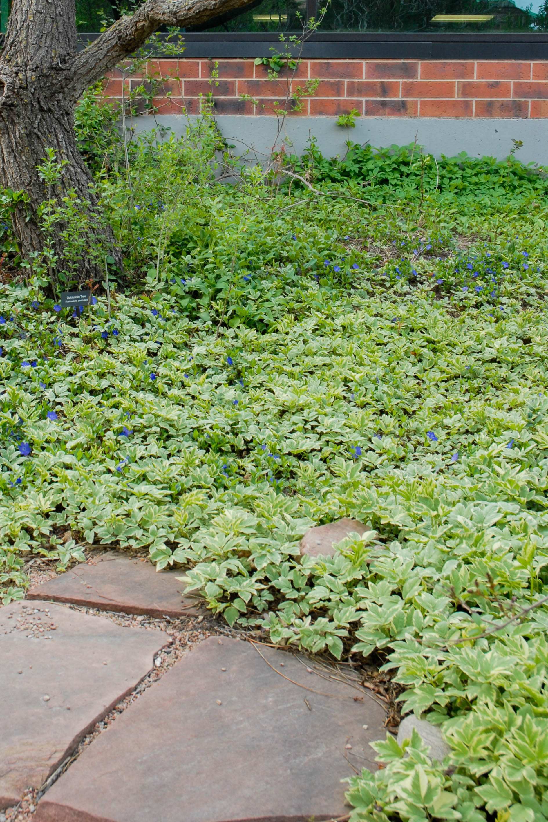 Snow-on-the-Mountain